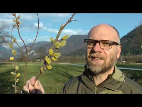 Youtube: Die Weiden (Salix sp.)