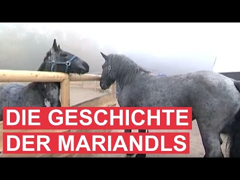 Youtube: Gut Aiderbichl: Die Geschichte der Mariandls