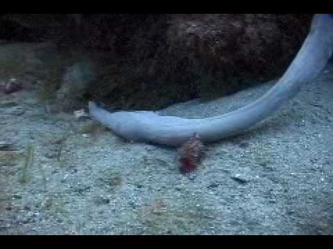 Youtube: Unknown Sea Creature Filmed Off Florida Coast!