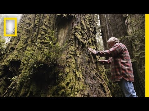 Youtube: One Man’s Mission to Revive the Last Redwood Forests | Short Film Showcase