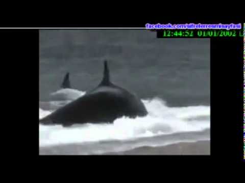 Youtube: Man wird von delphin gefressen Oo