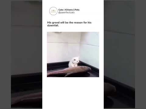 Youtube: even the meow is tiny.