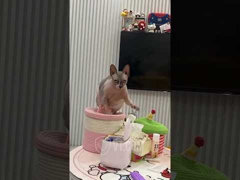 Youtube: This Is The MOST ANNOYING Cat Ever 😩🐱