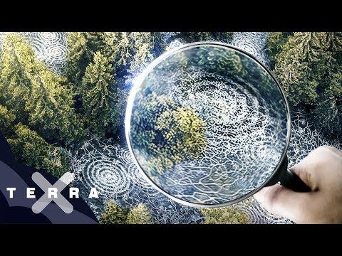 Youtube: Unsere Wälder (1/3): Die Sprache der Bäume | Ganze Folge Terra X
