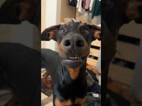 Youtube: Das ist mein Hund Cowboy…. Er ist wirklich schlau (im Inneren) ❤️
