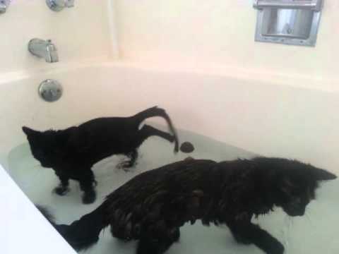 Youtube: Crazy cats love to take a bath