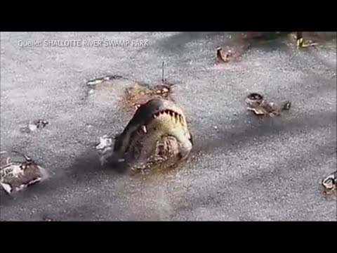 Youtube: Coole Überlebenskünstler: Alligatoren im Eis | DER SPIEGEL