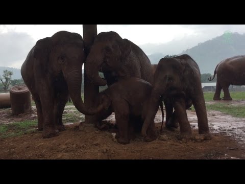 Youtube: Three Elephants Want Baby Go To Sleep - ElephantNews