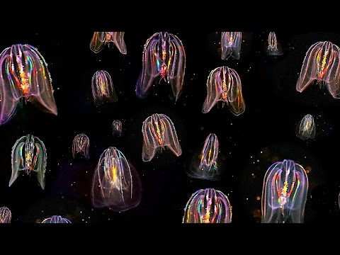 Youtube: Glowing Neon Jellyfish floating through ocean: HD video