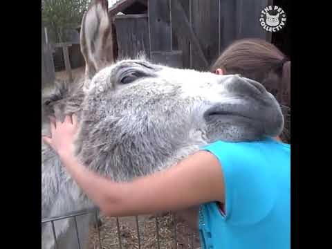Youtube: Tiere lieben Menschen
