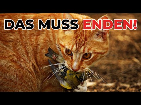Youtube: Katzen einsperren um Vögel zu retten