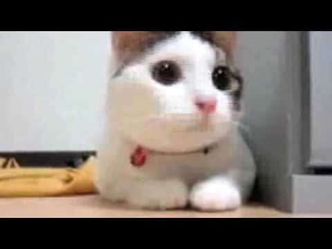 Youtube: Supercats: Episode 1 — The Funniest Cat Video!