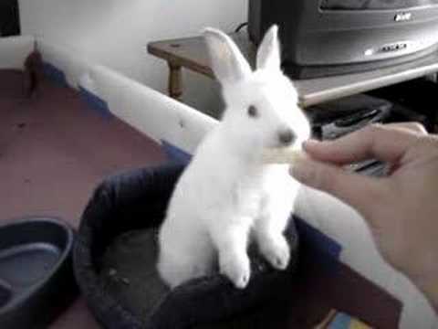 Youtube: Sweet rabbit, Sorina
