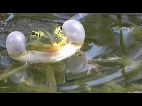 Youtube: Wasserfrösche bei der Balz mit lautstarkem Froschkonzert.wmv