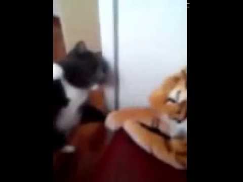 Youtube: Brutale Katze schlägt Kuscheltier