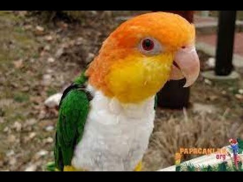 Youtube: Parrots That Kill Laughing|Caique, Cockatoo SO FUNNY!!!!!!!!!!!