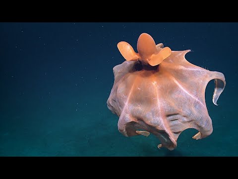 Youtube: 2019 Nautilus Expedition Highlights | Nautilus Live