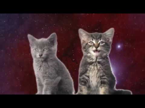 Youtube: Katzen Song