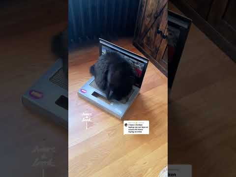 Youtube: 🤑 🐱💻 Give them their own with this laptop-shaped cat scratcher! Save your keyboard and keep your