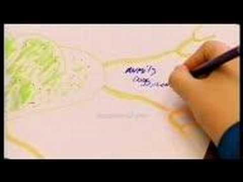 Youtube: Tony Buzan - In search of genius 1 of 3 - buzanworld.com