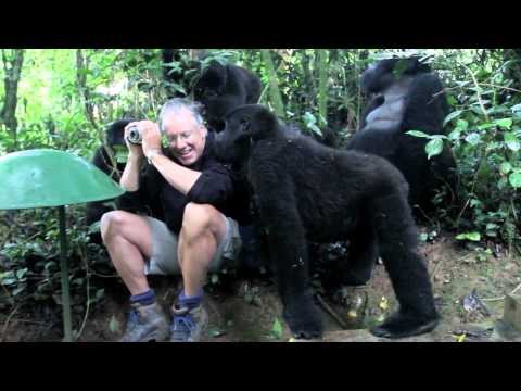 Youtube: Touched by a Wild Mountain Gorilla: The Original