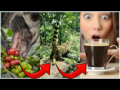 Youtube: Der teuerste Kaffee der Welt: Zibetkatzenkot-Kaffee (Kopi Luwak)