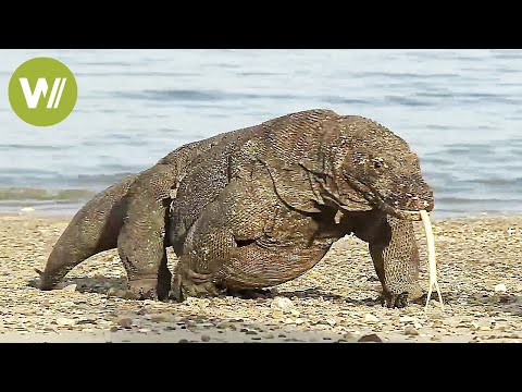 Youtube: Der Komodowaran - riesige Giftschlange auf Beinen (Tierdokumentation in HD)