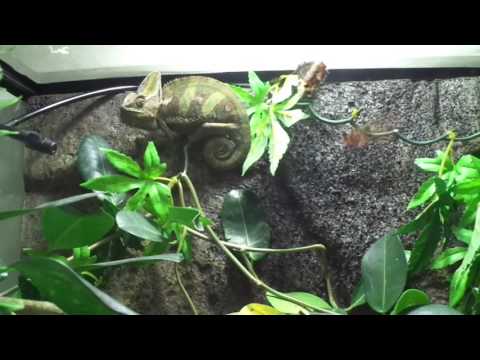 Youtube: chameleon eat butterfly