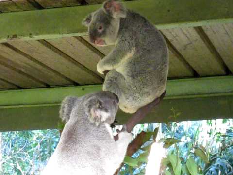 Youtube: Crazy Koala Fight