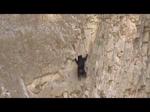 Youtube: Rock Climbing Bears