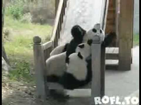 Youtube: Pandabären auf ner Rutsche