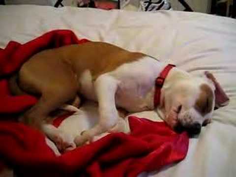 Youtube: Dog Crying in Sleep