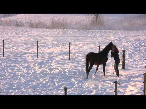 Youtube: Natural Horsemanship at liberty