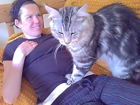 Youtube: Maine Coon Luca