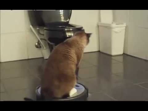 Youtube: Katze als Staubsauger