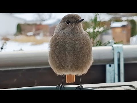 Youtube: Hausrotschwanz