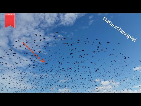 Youtube: Insane Vogelschwarm extrem - Naturschauspiel Gott geschaffen