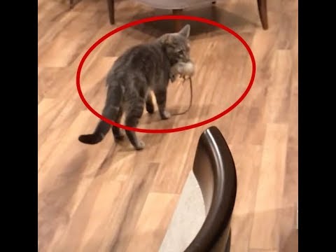 Youtube: My Cat Named Broccoli Catches A Large Rat