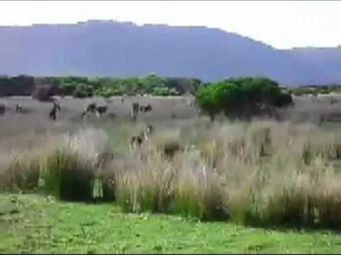 Youtube: kangaroo jumping backwards