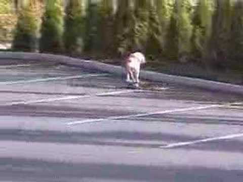 Youtube: Skateboard Hund