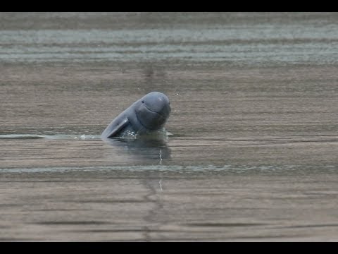 Youtube: Irrawaddy Dolphins Swimming in the Mekong