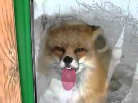 Youtube: Fox licking window