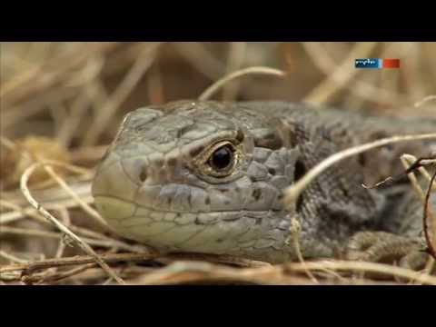 Youtube: Eidechsen im Garten