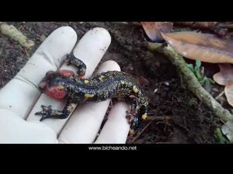 Youtube: Salamandras en Sintra (Portugal) vídeos de anfibios
