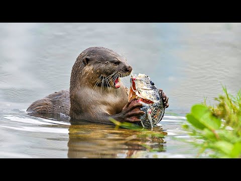 Youtube: Warum die furchtlosen Riesenotter als Flusswölfe bezeichnet werden | Unsere Welt