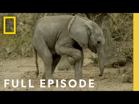 Youtube: Follow an elephant calf in its first year of life (Full Episode) Happy Baby Elephant | Little Giant