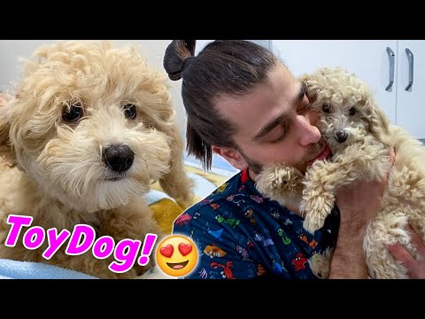 Youtube: OYUNCAK KÖPEK! 🤩 (Çok Ürkek ve Utangaç) #TheVet