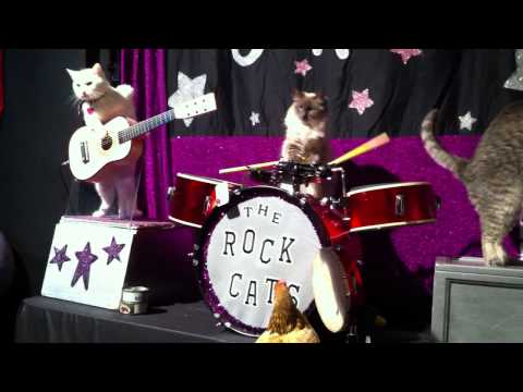 Youtube: Rock Cats