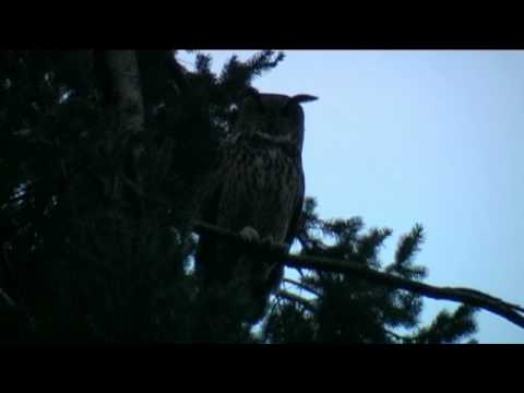 Youtube: Eagle owl :Balz-Uhumännchen ruft.