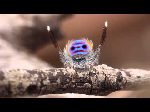 Youtube: Peacock Spider Dances to YMCA